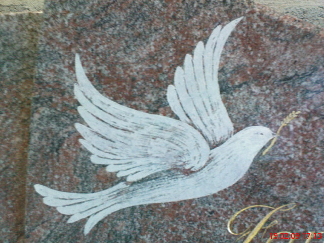 colombe